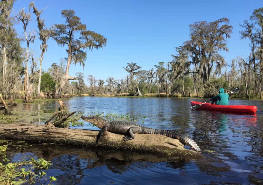 New Orleans: Manchac Swamp Wildlife Kayaking Tour - Key points to know before booking
