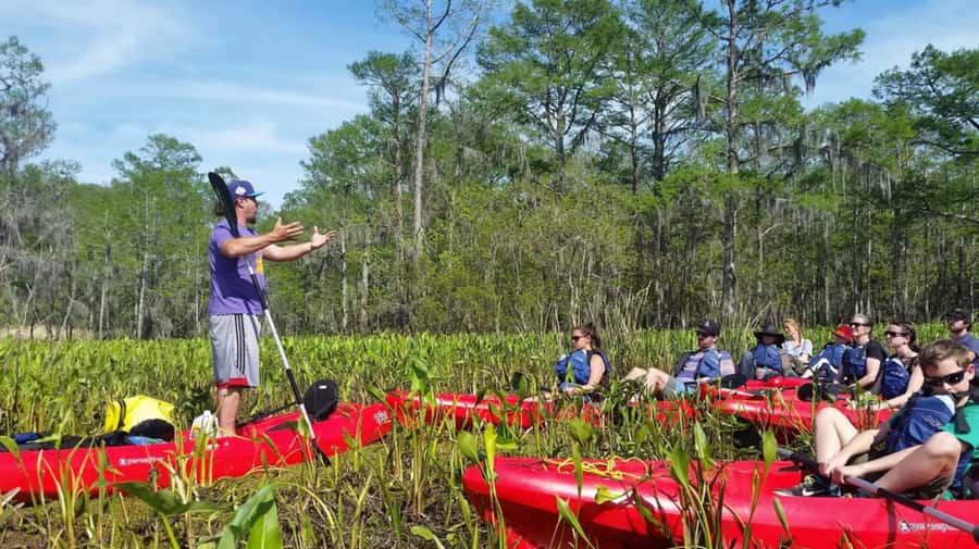New Orleans: Manchac Swamp Wildlife Kayaking Tour - Cypress trees, shallow channels, and quiet water