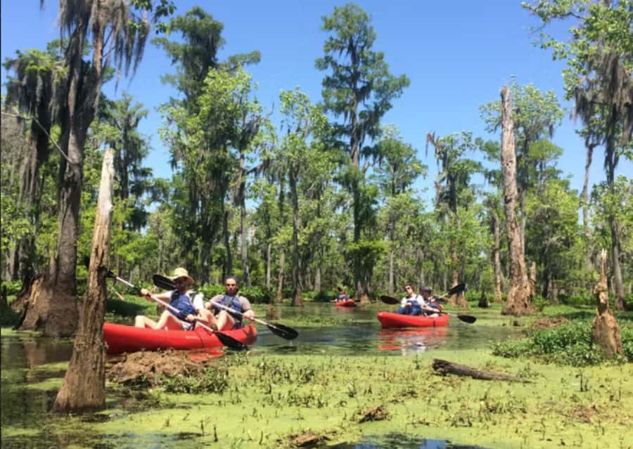 New Orleans: Manchac Swamp Wildlife Kayaking Tour - Looking for alligators, turtles, and owls
