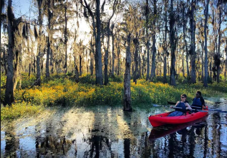 New Orleans: Manchac Swamp Wildlife Kayaking Tour - Weather, clothing, and the practical details