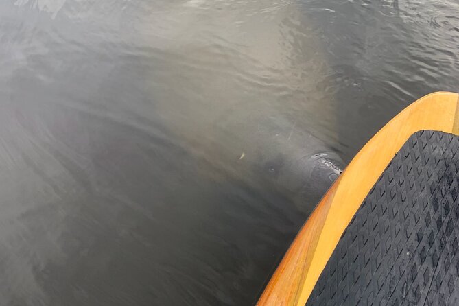 New Smyrna Dolphin and Manatee Kayak and SUP Adventure Tour - Key things to know before you paddle