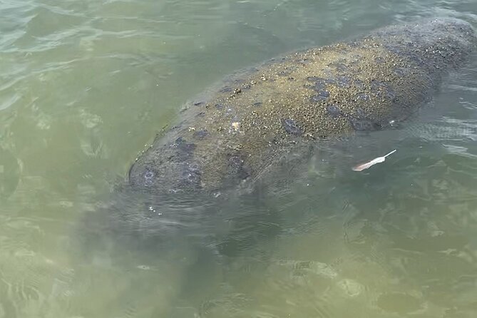 New Smyrna Dolphin and Manatee Kayak and SUP Adventure Tour - Looking for dolphins, manatees, and sea turtles