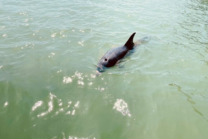 New Smyrna Dolphin and Manatee Kayak and SUP Adventure Tour - Is $65 a fair price?