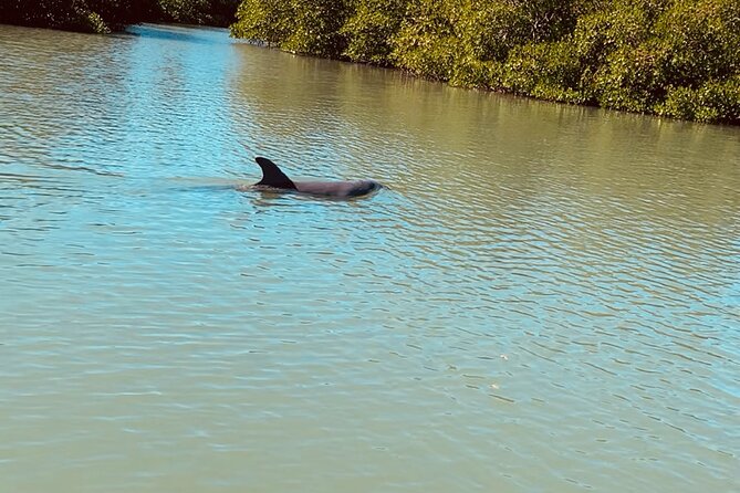 New Smyrna Dolphin and Manatee Kayak and SUP Adventure Tour - Weather, cancellations, and practical details