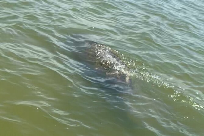 New Smyrna Dolphin and Manatee Kayak and SUP Adventure Tour - Paddling through mangroves and interior waterways