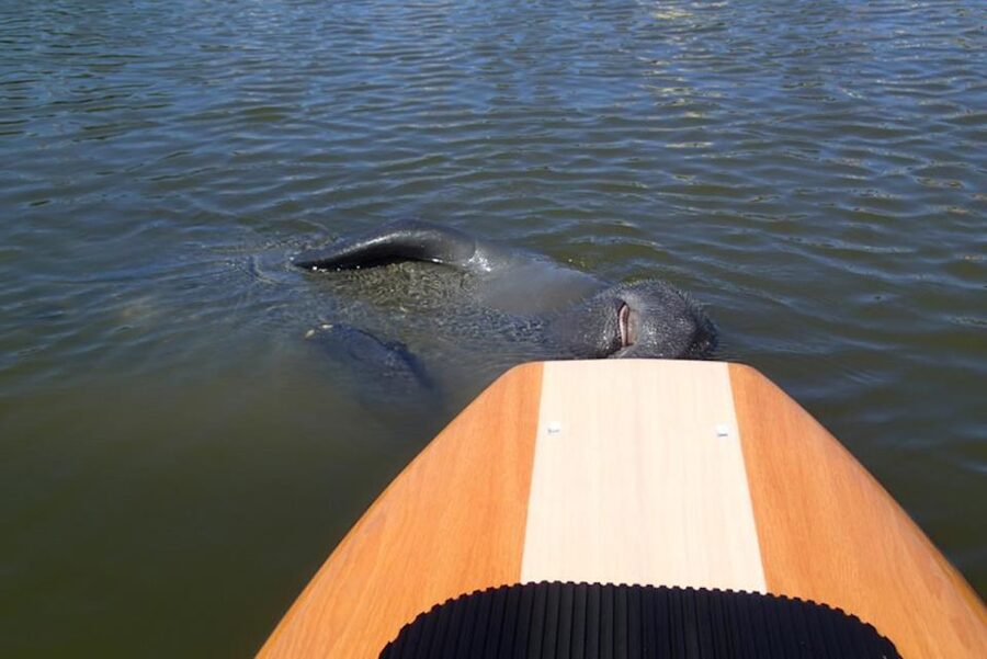 New Smyrna: Half-Day Guided SUP or Kayak Waterways Tour - Paddling through mangroves and calm waterways