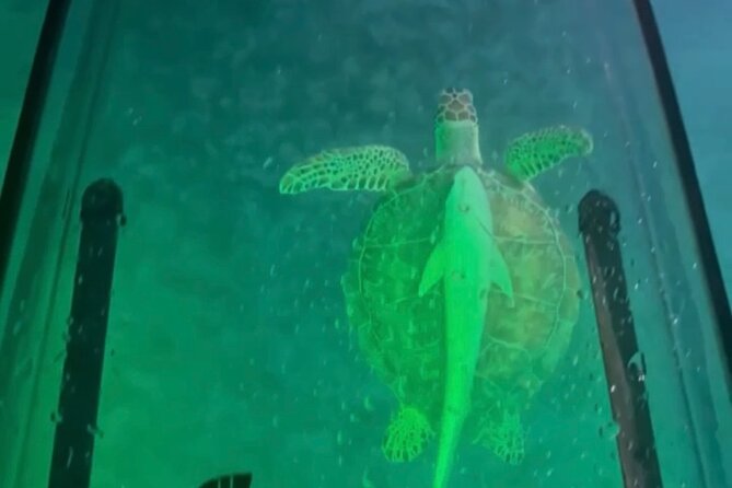 Night Kayak Tour St. Thomas - Westin Frenchman's Reef - Looking below for tarpon and stingrays