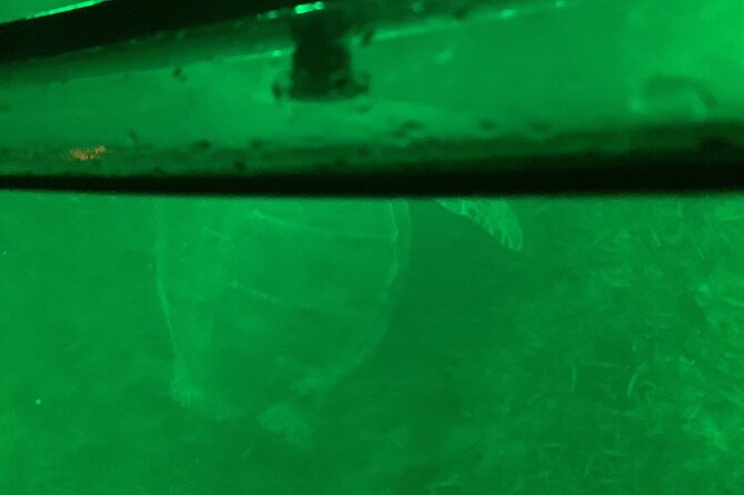 Night Kayaking with Liquid Glow - Is the $110 price fair?
