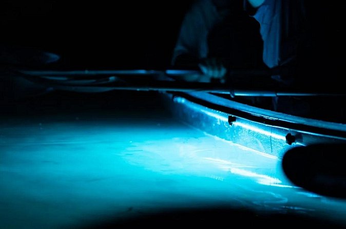 Night Mangrove Kayak Tour - How the night compares with a daytime tour
