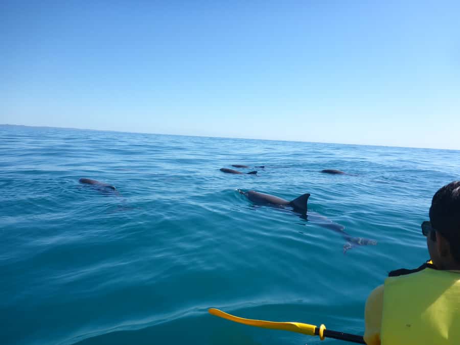 Noosa: Epic Ocean Kayak with Dolphins & 4WD Beach Adventure - Double Island Point and Honeymoon Bay