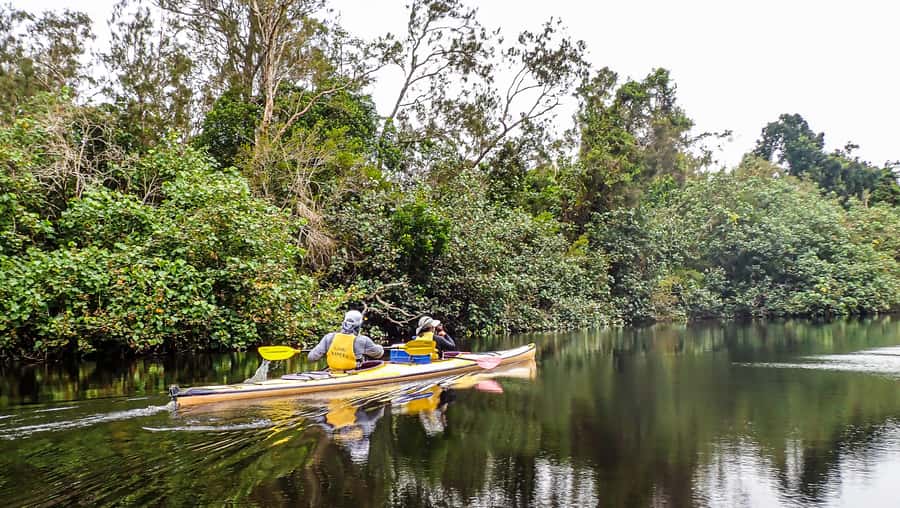 Noosa Everglades: Truly Sustainable Guided KAYAK Tour - Key points before you book