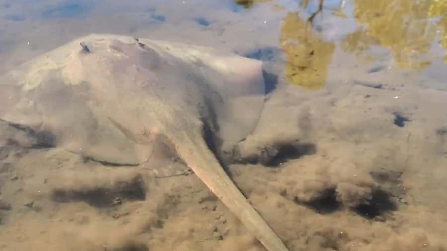 Noosa Heads: Hidden Waterways Wildlife Kayak (Fully Guided) - Key points at a glance