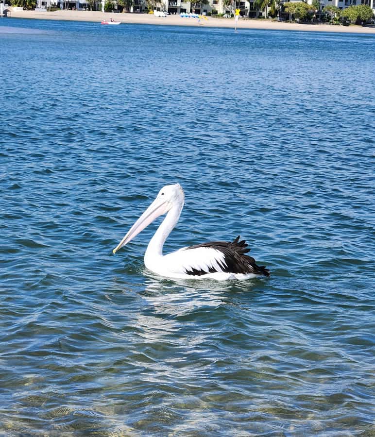Noosa Heads: Hidden Waterways Wildlife Kayak (Fully Guided) - Value at $70 per person