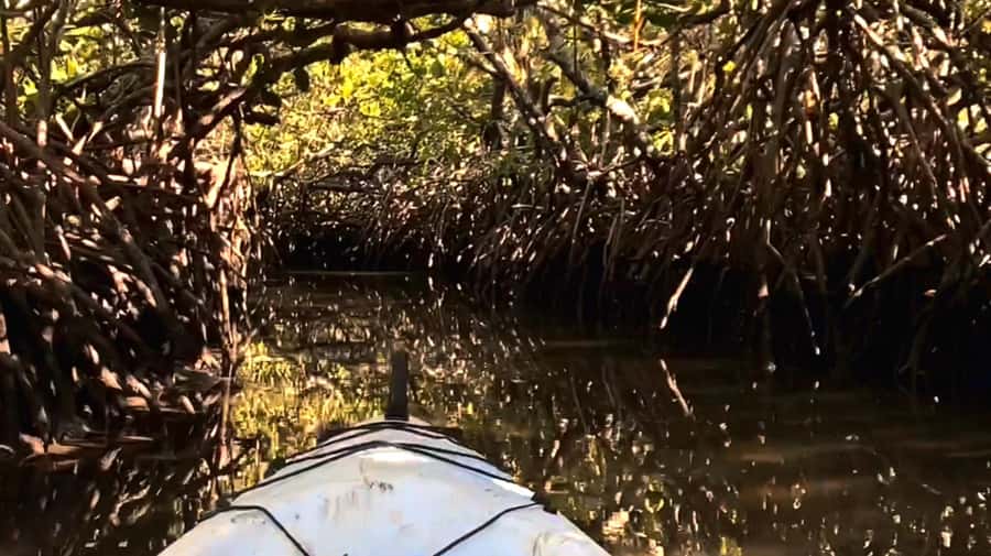 Noosa Heads: Hidden Waterways Wildlife Kayak (Self-Guided) - Following Calm Creeks Into the Mangroves