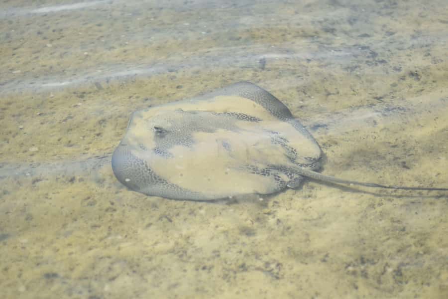 Noosa Heads: Hidden Waterways Wildlife Kayak (Self-Guided) - Birds, Mangrove Life, and Local Stories