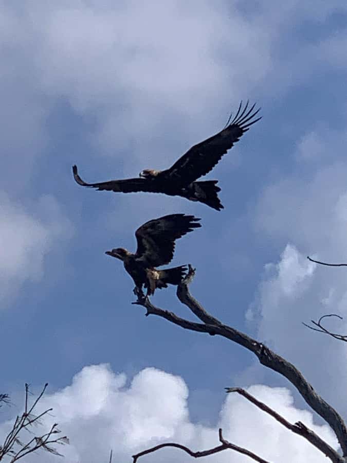 Noosa Heads: Hidden Waterways Wildlife Kayak (Self-Guided) - What Two Hours Really Gives You