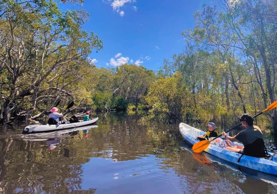 Noosa: Noosa Everglades and Stingray Sanctuary Kayak Tour - Wildlife Watching In The Noosa Biosphere