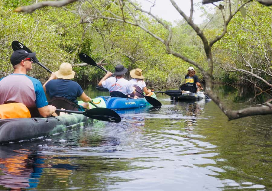 Noosa: Noosa Everglades and Stingray Sanctuary Kayak Tour - Who Should Book This Kayak Tour?