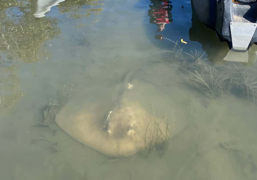 Noosa: Noosa Everglades and Stingray Sanctuary Kayak Tour - Should You Book The Lake Weyba Tour?