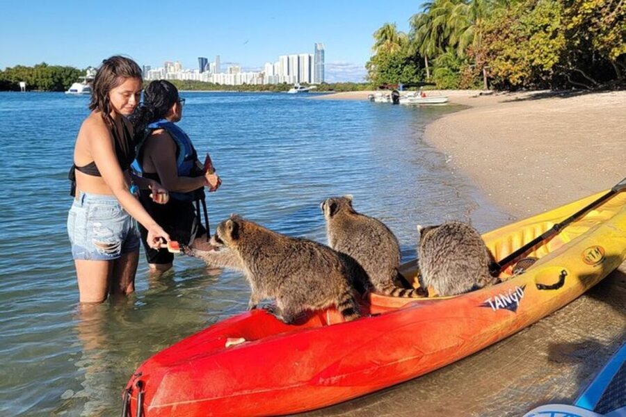 North Miami: Nature & Island Exploration on SUP/Kayak - Through the Osprey Triangle mangroves