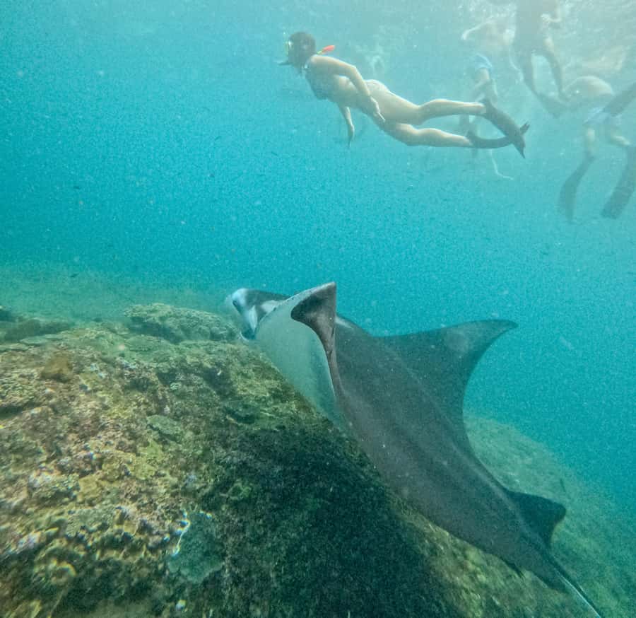 Nusa Penida: Snorkel 3 Spots w/ GoPro & Mangrove Paddle Tour - Lunch and the move to the mangroves