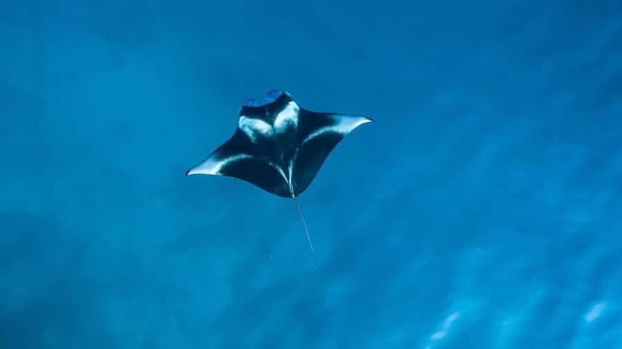 Nusa Penida: Snorkeling 3 Spots with GoPro & Kayak Mangroves - Manta Bay: a real chance, not a guarantee