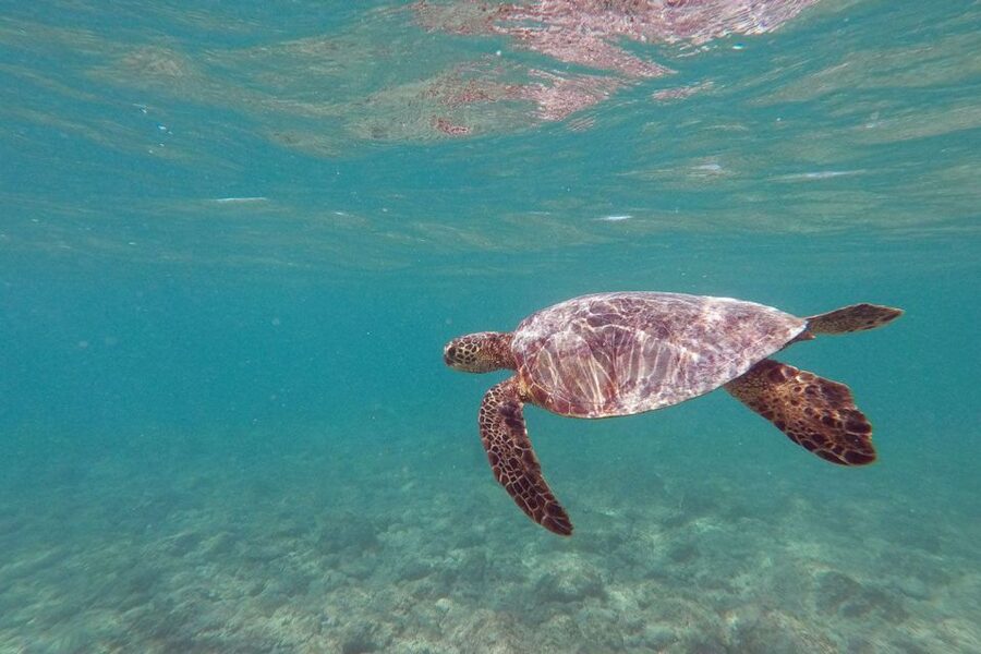 Oahu: Kailua Guided Kayak Excursion with Lunch - Key points to know before you book
