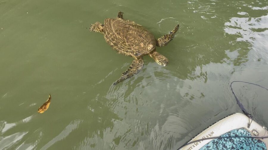 Oahu: North Shore Haleiwa Paddleboard River Adventure - The mood of the experience