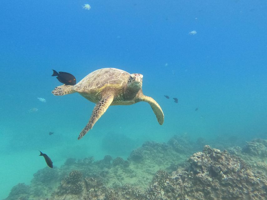 Oahu Snorkeling with Turtles, Water Scooter, Paddleboard - Who will enjoy this Honolulu outing most