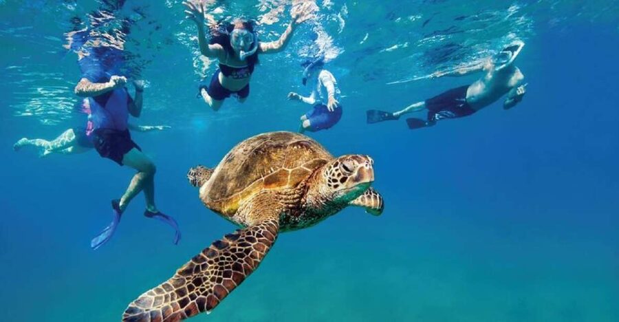 Ocean Reef Snorkeling and Paddleboarding - What you see in 10 to 20 feet of water