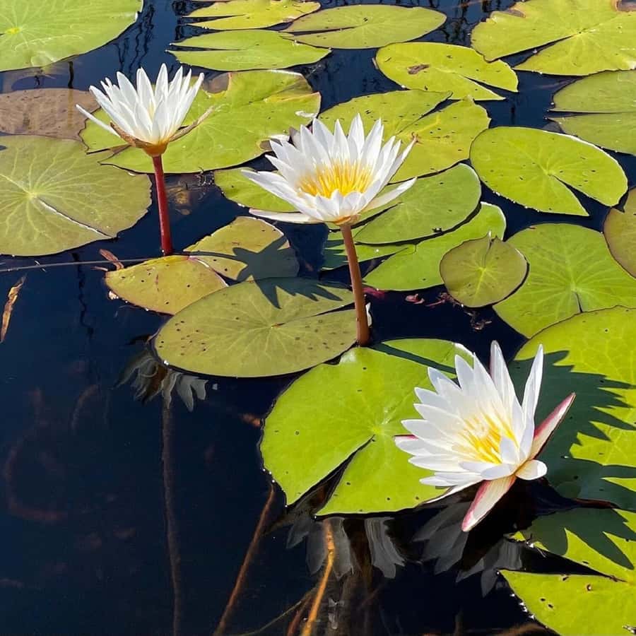 Okavango Delta: Full-Day Mokoro/Canoe Tour All-Inclusive - The return canoe ride and wildlife chances