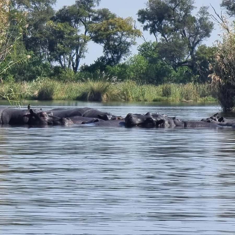 Okavango Delta: Full-Day Mokoro/Canoe Tour All-Inclusive - The 7:30 AM pickup and drive from Maun