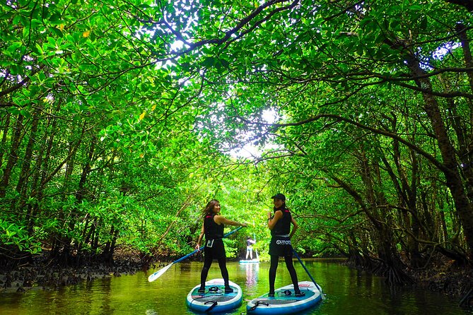 Okinawa Iriomote Mangrove SUP or Canoe Tour - Canoe or SUP, which should you choose?