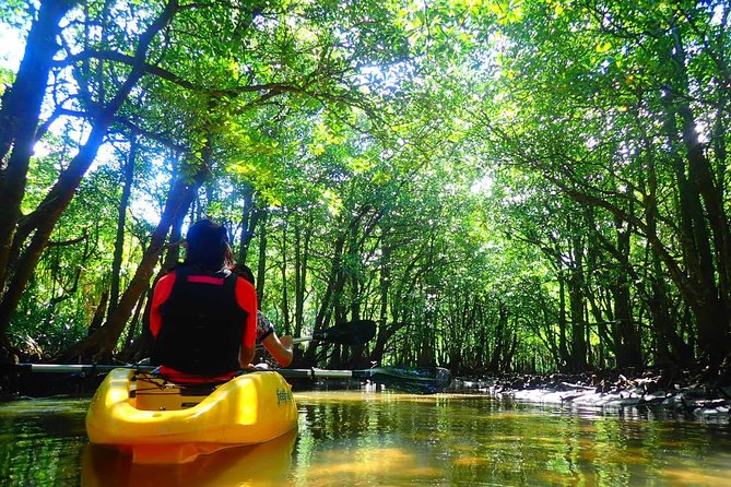 Okinawa Iriomote Mangrove SUP or Canoe Tour - Close views of Iriomote-jima’s mangroves