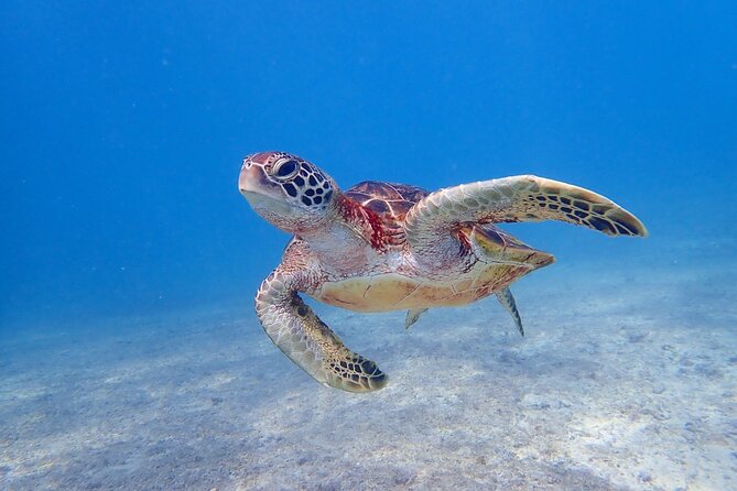 Okinawa Miyako 3set Beach SUP, Snorkeling,Pumpkin Cave,Canoeing - Snorkeling with a chance to see sea turtles