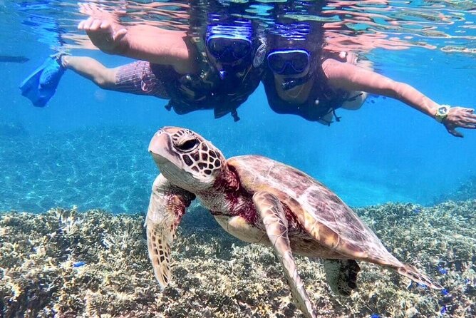Okinawa Miyakojima 1 day Sea Turtle Snorkeling & Pumpkin Cave & Sea Kayak - The morning snorkeling session and the sea turtle chance