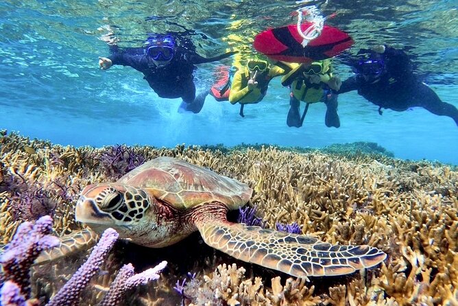 Okinawa Miyakojima 1 day Sea Turtle Snorkeling & Pumpkin Cave & Sea Kayak - Guides, language, and group conditions