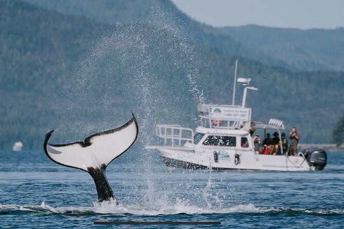 Orca Cove Sea Kayaking - The boat ride is part of the adventure