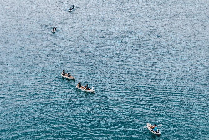 Original La Jolla Sea Cave Kayak Tour for Two - Wildlife in the Ecological Reserve
