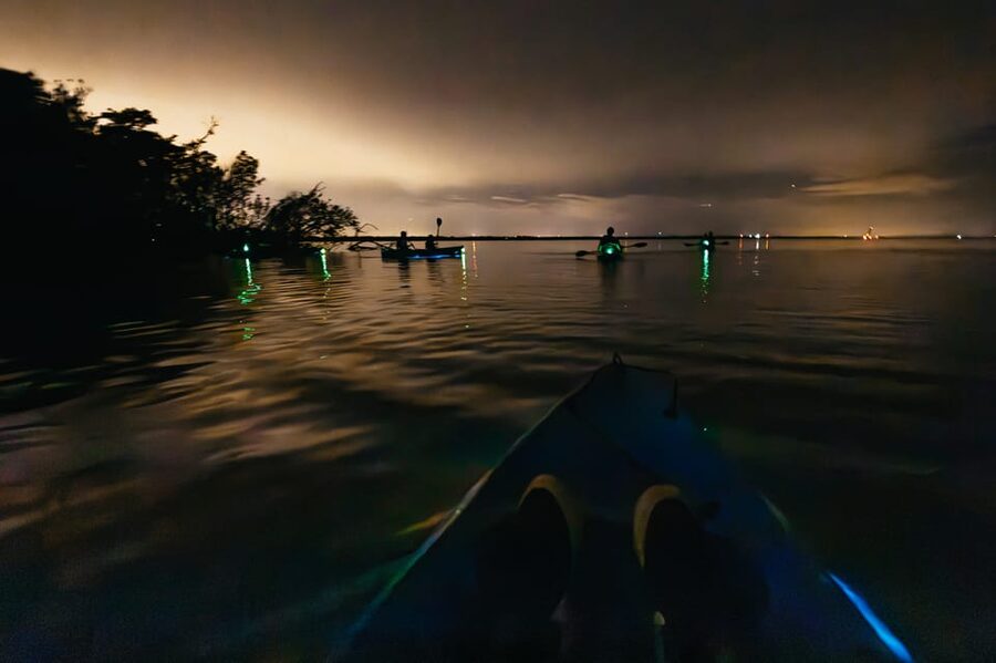 Orlando: Bioluminescence Kayak Tour - Wildlife, weather, and the luck factor