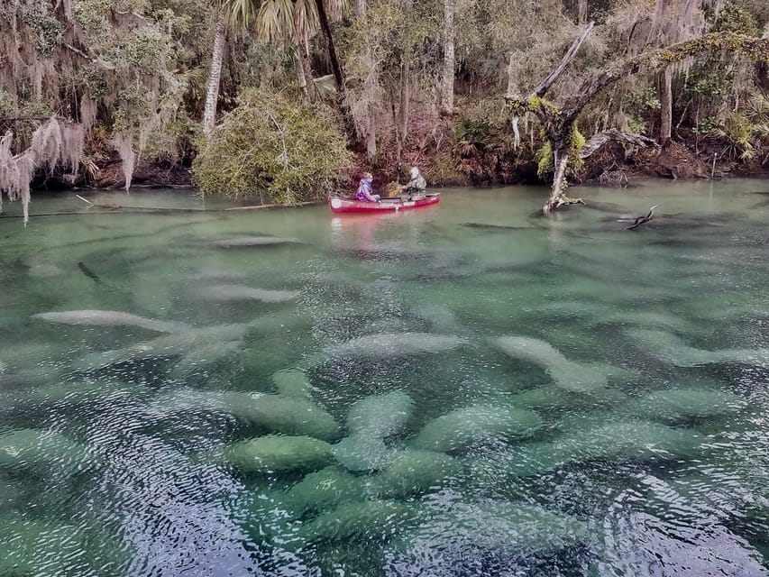 Orlando: Kayaking Tour with Manatee Encounter - Why this tour is worth leaving Orlando for