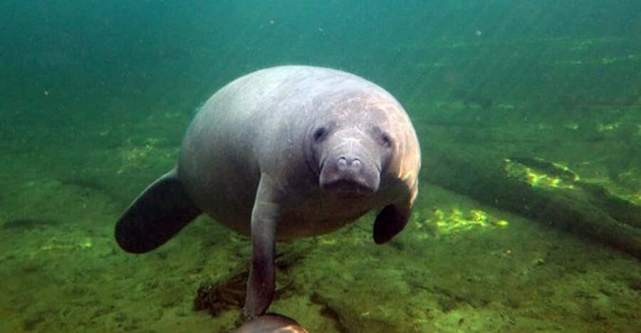 Orlando: Kayaking Tour with Manatee Encounter - Launching the kayaks and getting comfortable