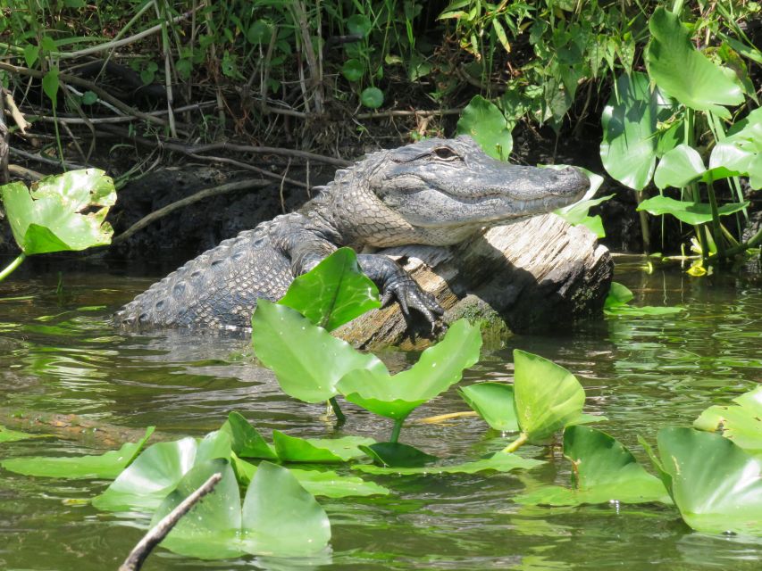 Orlando: Small Group Manatee Discovery Kayak Tour - Who should book this kayak tour?
