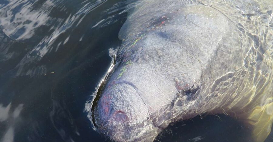 Orlando: Small Group Manatee Discovery Kayak Tour - Why this two-hour paddle feels special