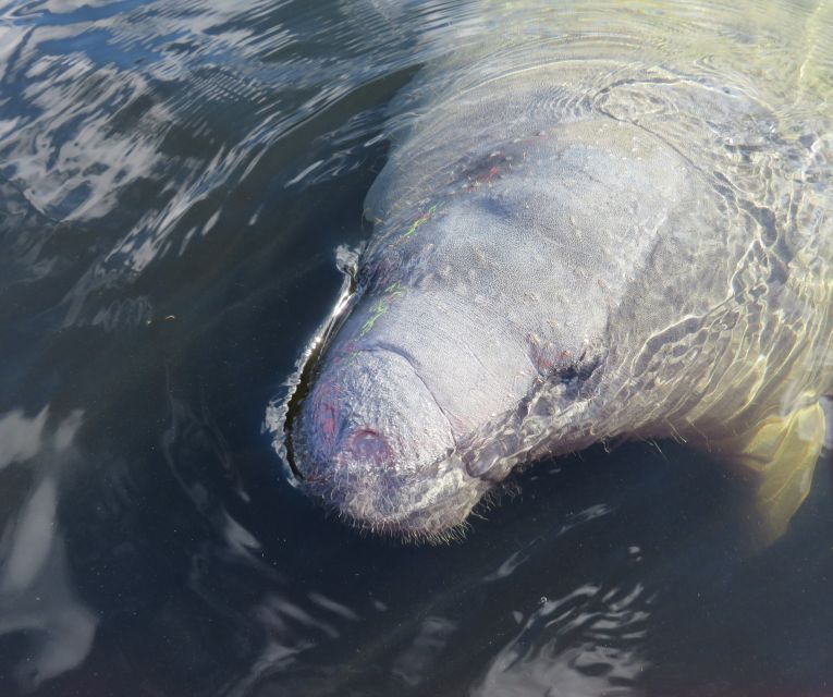 Orlando: Small Group Manatee Discovery Kayak Tour - Paddling toward the clear spring