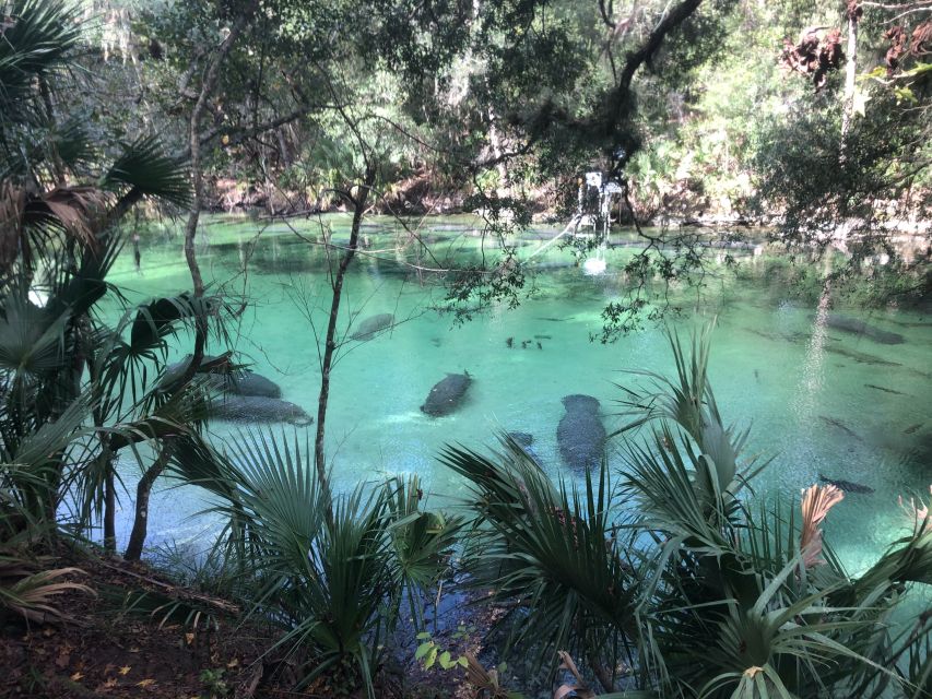 Orlando: Small Group Manatee Discovery Kayak Tour - Manatees are the headline attraction