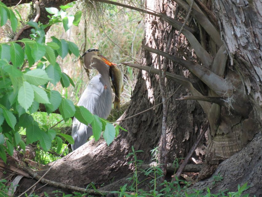 Orlando: Small Group Manatee Discovery Kayak Tour - Expect alligators, turtles, and remarkable birds