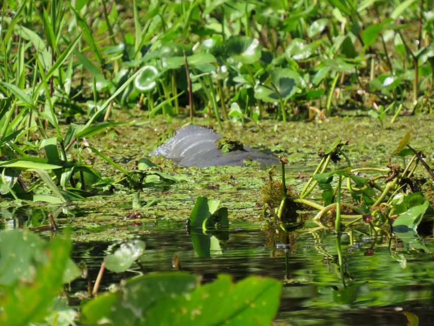 Orlando: Small Group Manatee Discovery Kayak Tour - Summer swimming and the reality of getting wet