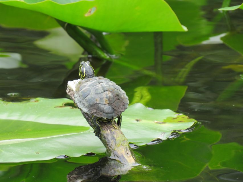 Orlando: Small Group Manatee Discovery Kayak Tour - What the $80 price includes