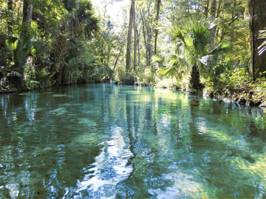 Orlando: Small Group Rock Springs Run Kayak Tour - Wildlife watching from a kayak